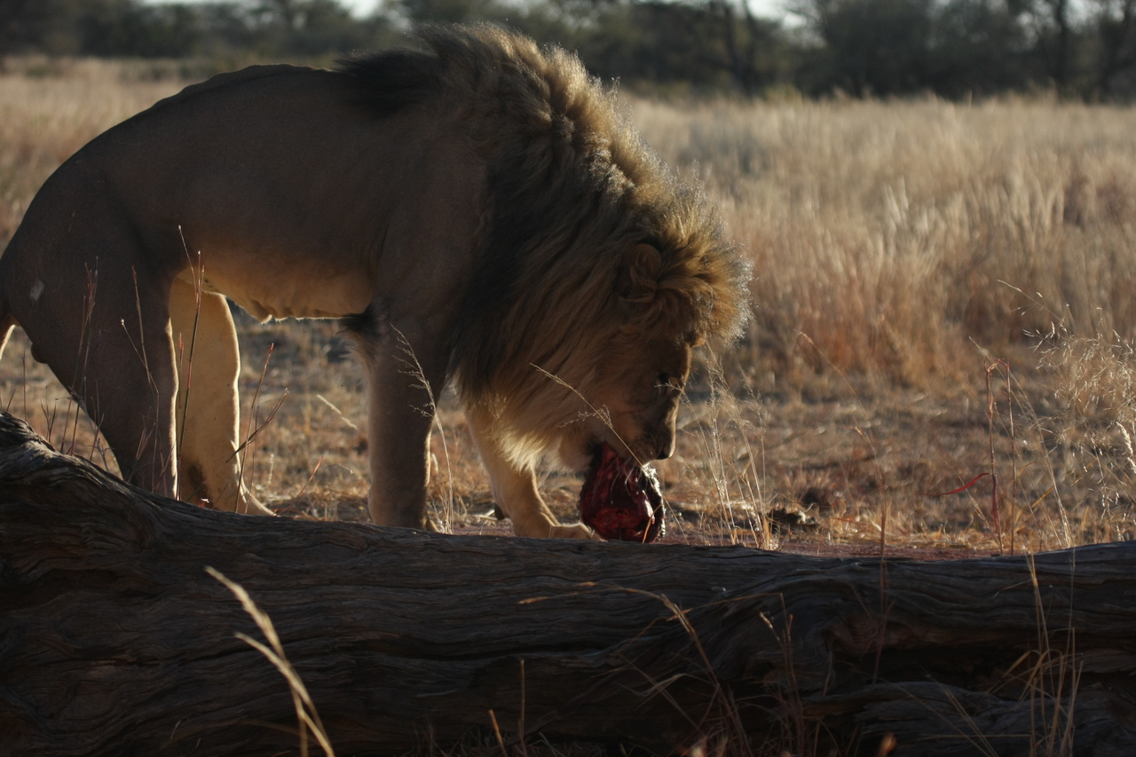 [7361] 2016_06_23_11_39_29_Africa_Canon_EOS_40D_IMG__08945.jpg