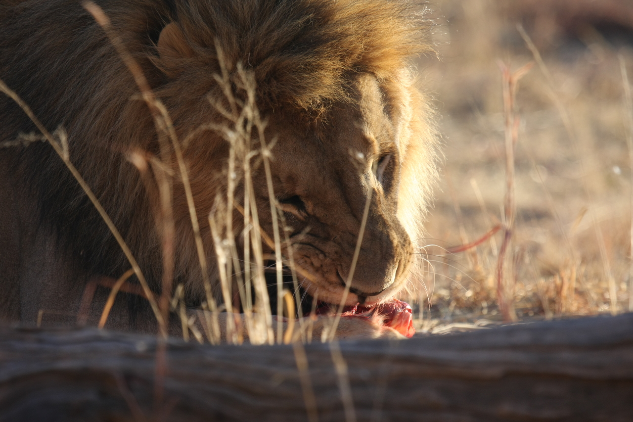 [7412] 2016_06_23_11_40_34_Africa_Canon_EOS_40D_IMG__00681.jpg