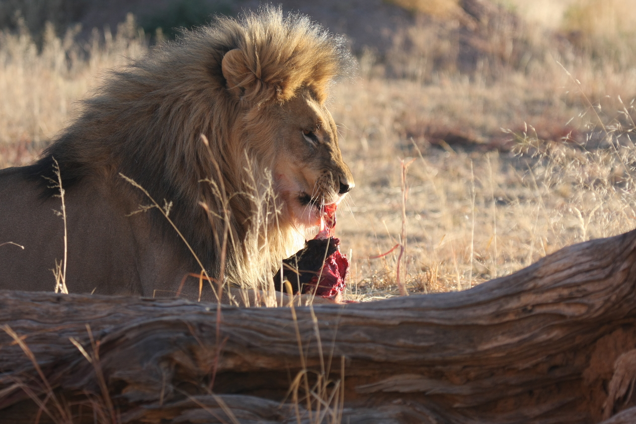 [7433] 2016_06_23_11_40_38_Africa_Canon_EOS_40D_IMG__01521.jpg