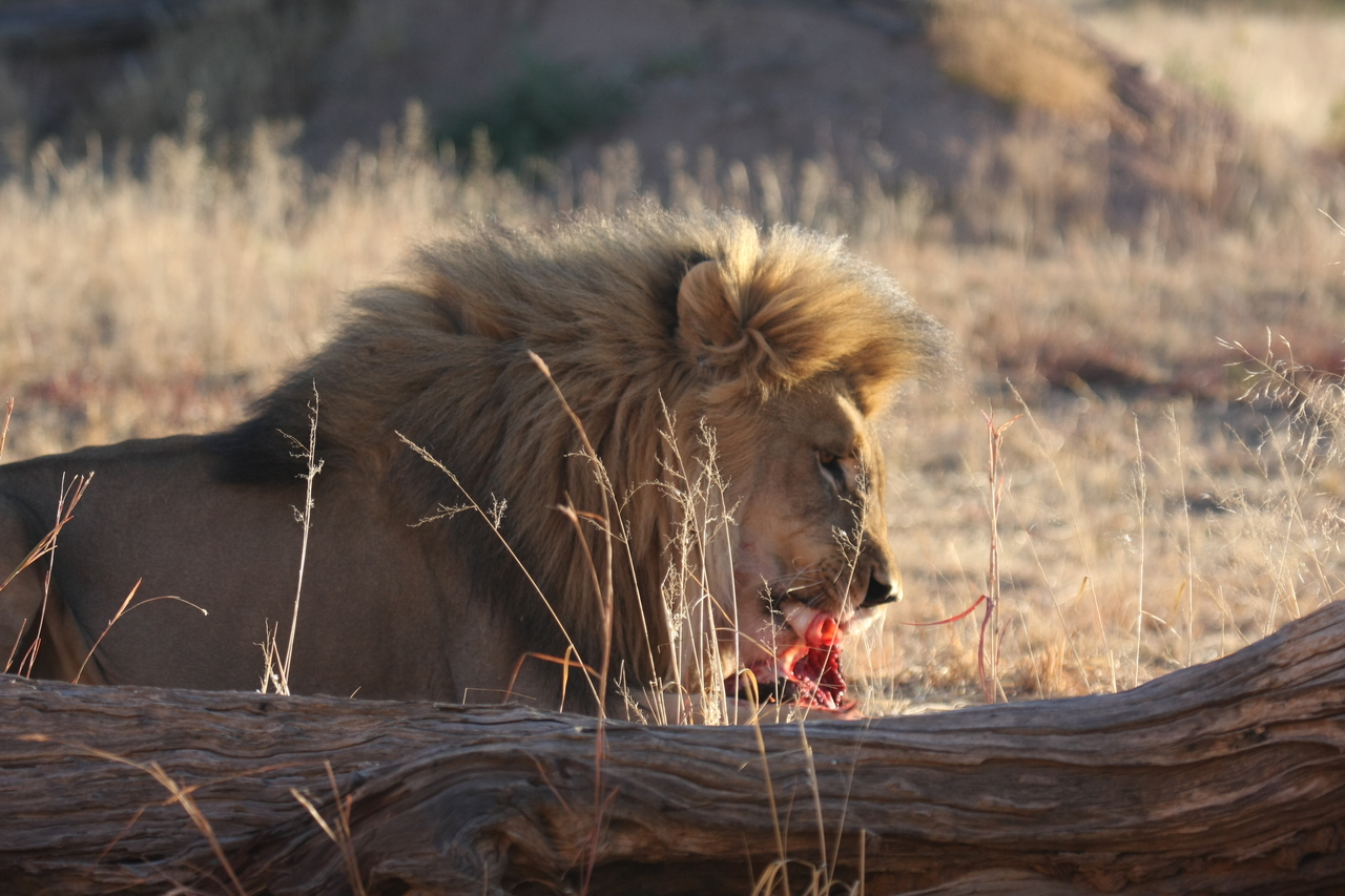 [7446] 2016_06_23_11_40_44_Africa_Canon_EOS_40D_IMG__08972.jpg