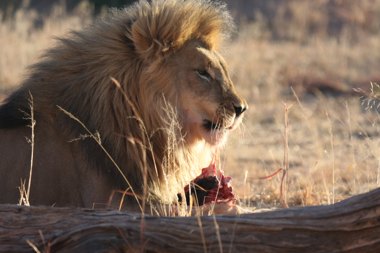 [7449] 2016_06_23_11_40_47_Africa_Canon_EOS_40D_IMG__01526.jpg