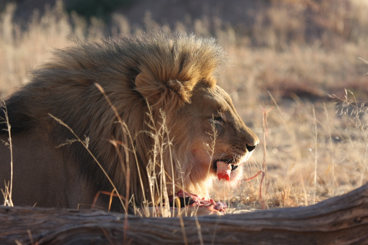 [7471] 2016_06_23_11_40_51_Africa_Canon_EOS_40D_IMG__08979.jpg