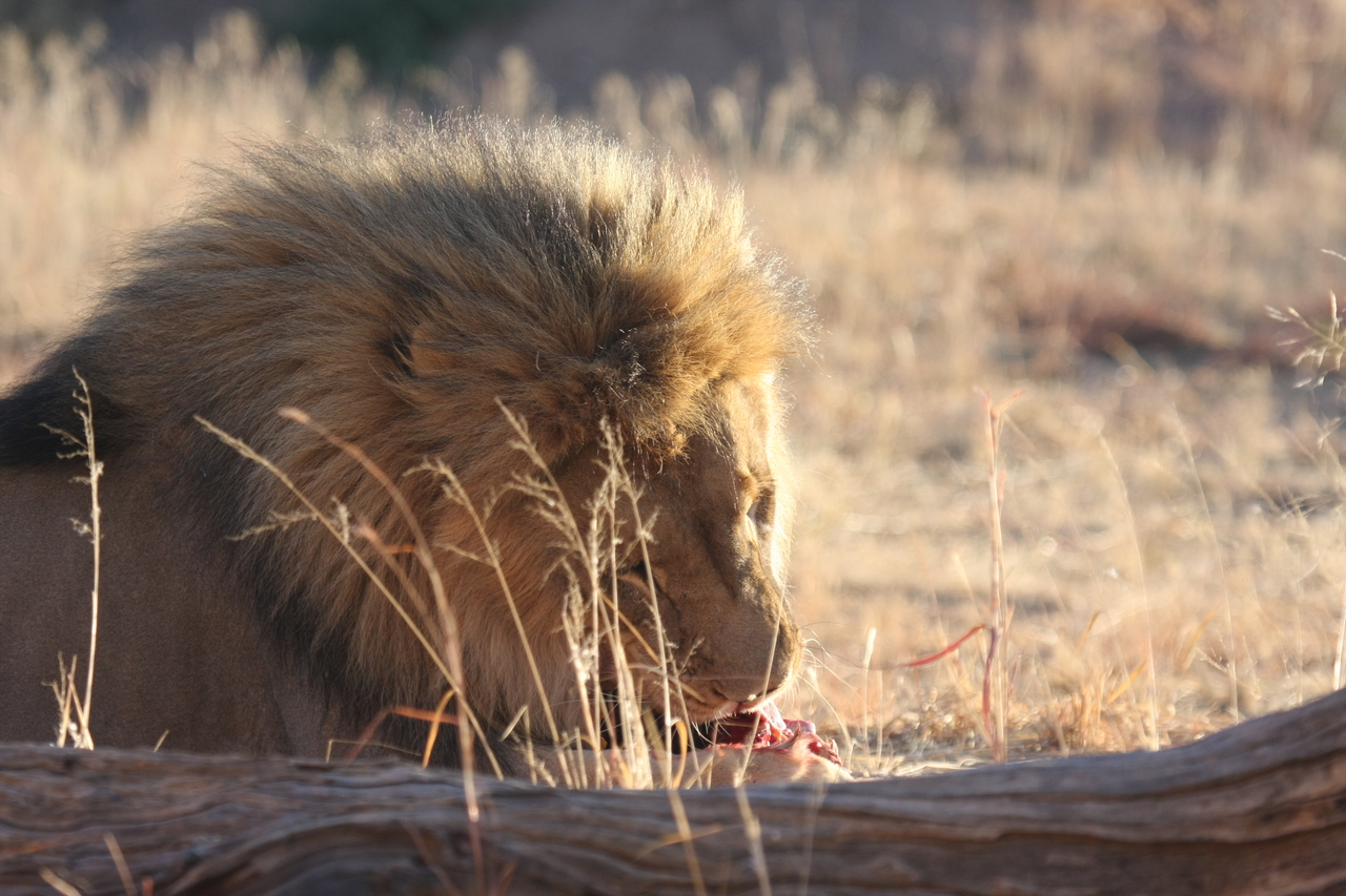 [7479] 2016_06_23_11_40_57_Africa_Canon_EOS_40D_IMG__00704.jpg