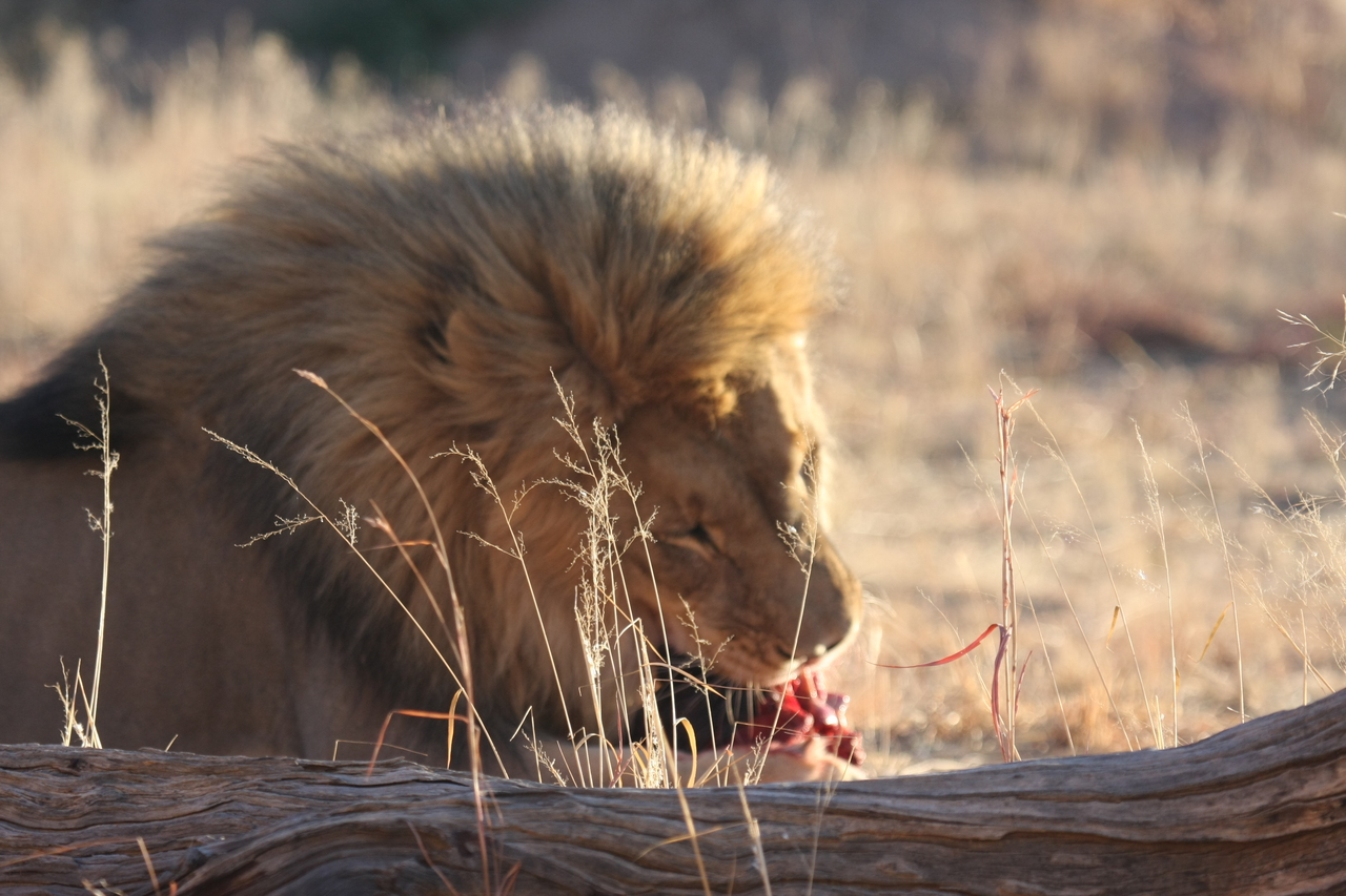 [7484] 2016_06_23_11_40_57_Africa_Canon_EOS_40D_IMG__08984.jpg
