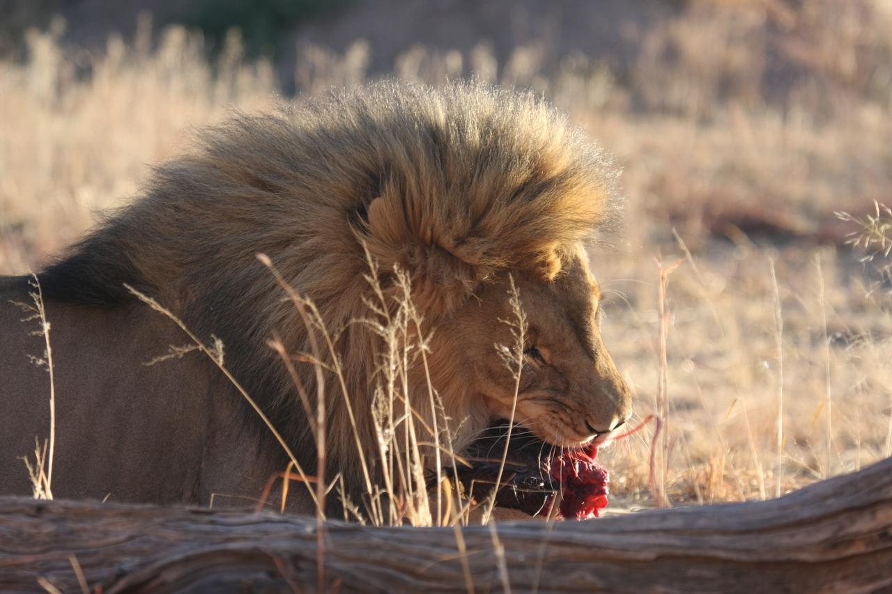 [7492] 2016_06_23_11_41_00_Africa_Canon_EOS_40D_IMG__08986.jpg