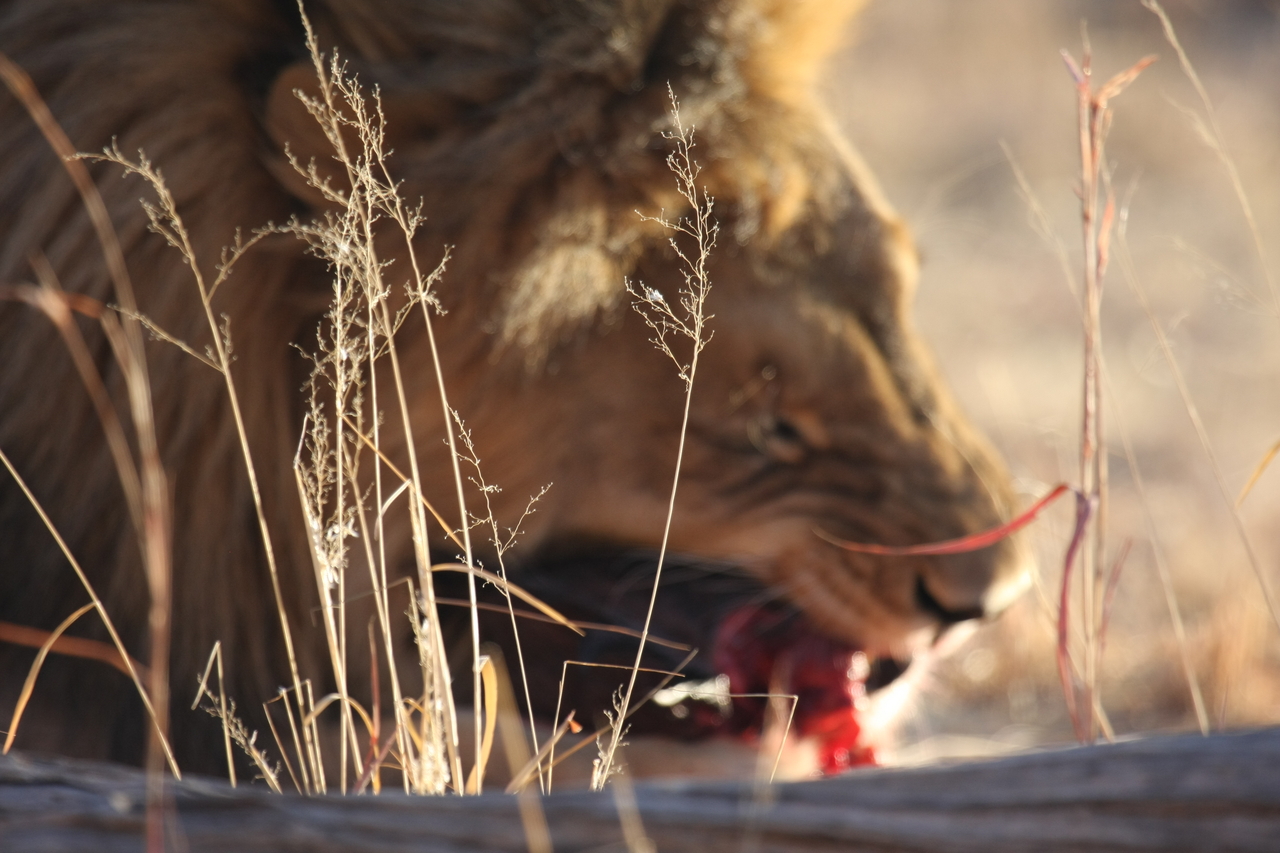 [7499] 2016_06_23_11_41_07_Africa_Canon_EOS_40D_IMG__00708.jpg