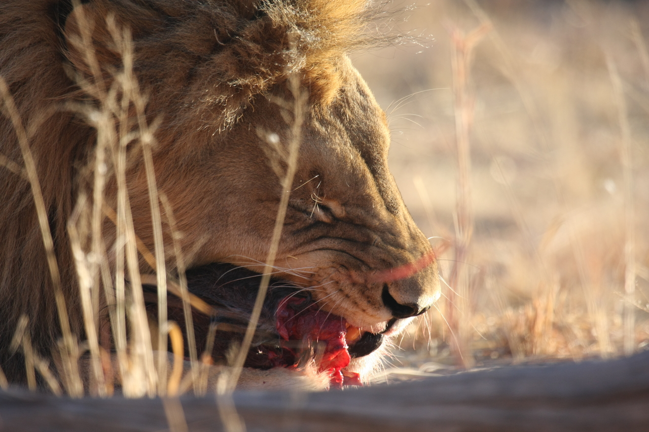 [7513] 2016_06_23_11_41_10_Africa_Canon_EOS_40D_IMG__01545.jpg