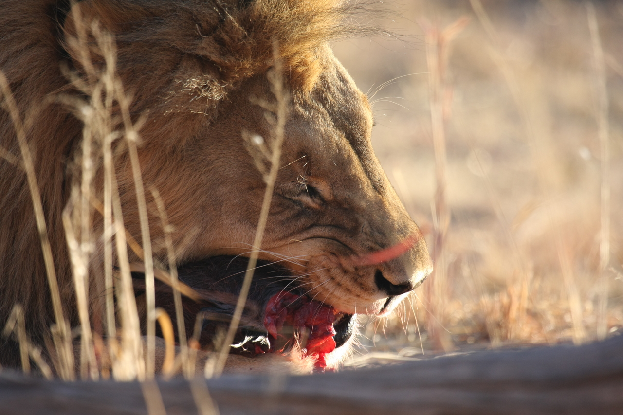 [7515] 2016_06_23_11_41_10_Africa_Canon_EOS_40D_IMG__08991.jpg