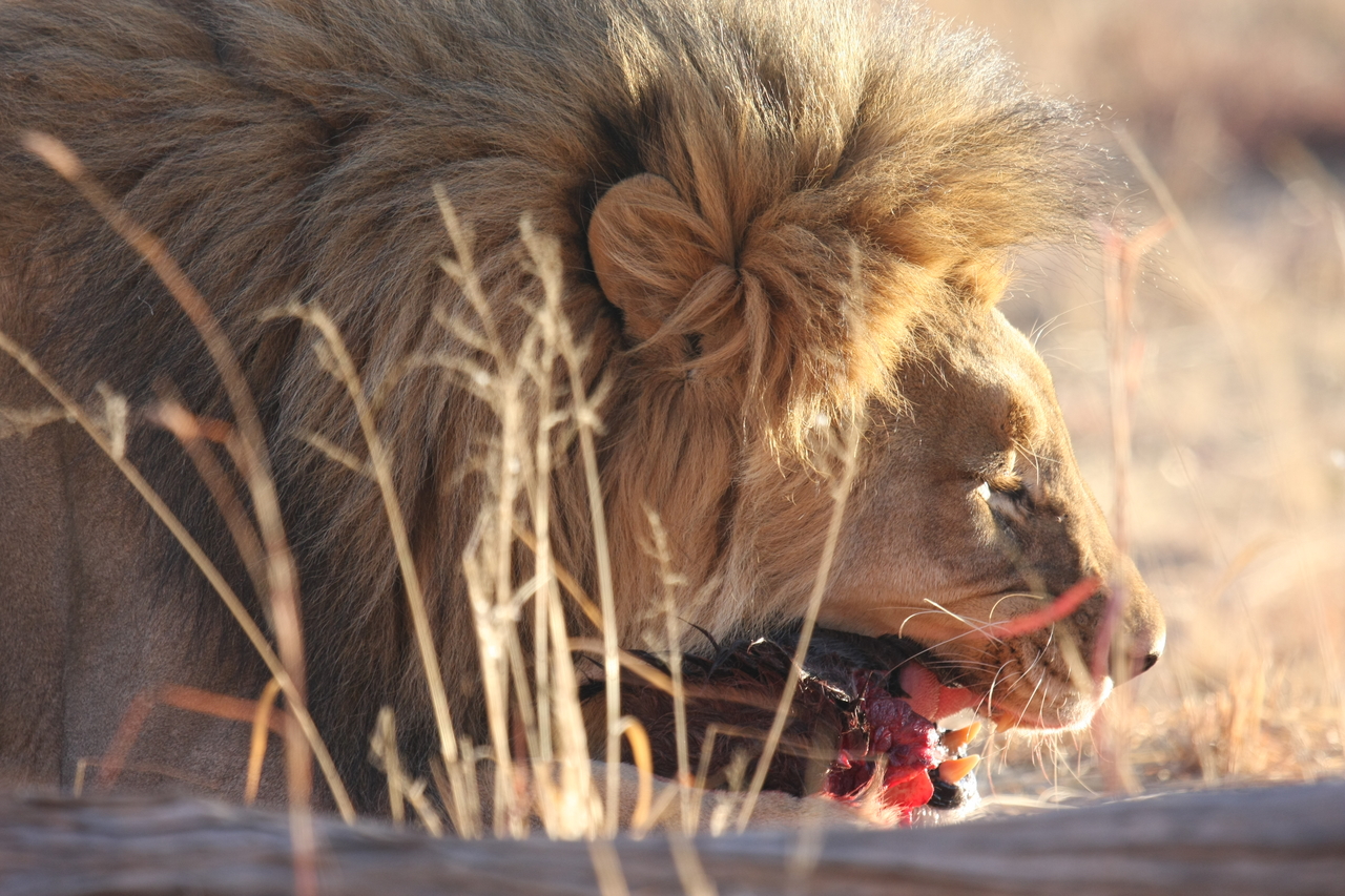 [7520] 2016_06_23_11_41_20_Africa_Canon_EOS_40D_IMG__01547.jpg