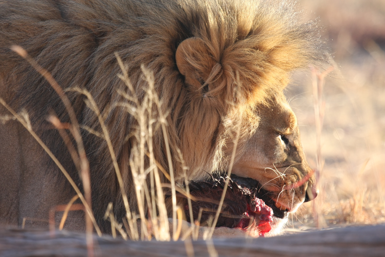 [7521] 2016_06_23_11_41_20_Africa_Canon_EOS_40D_IMG__01548.jpg