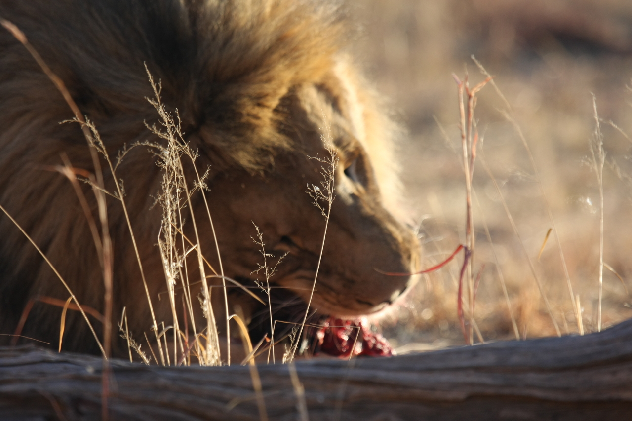 [7526] 2016_06_23_11_41_37_Africa_Canon_EOS_40D_IMG__01549.jpg