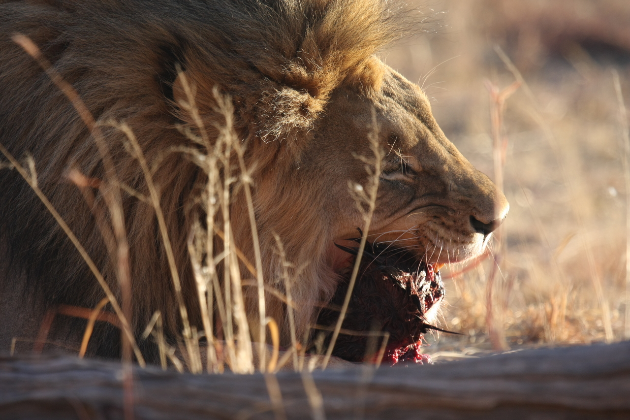 [7532] 2016_06_23_11_41_42_Africa_Canon_EOS_40D_IMG__00719.jpg