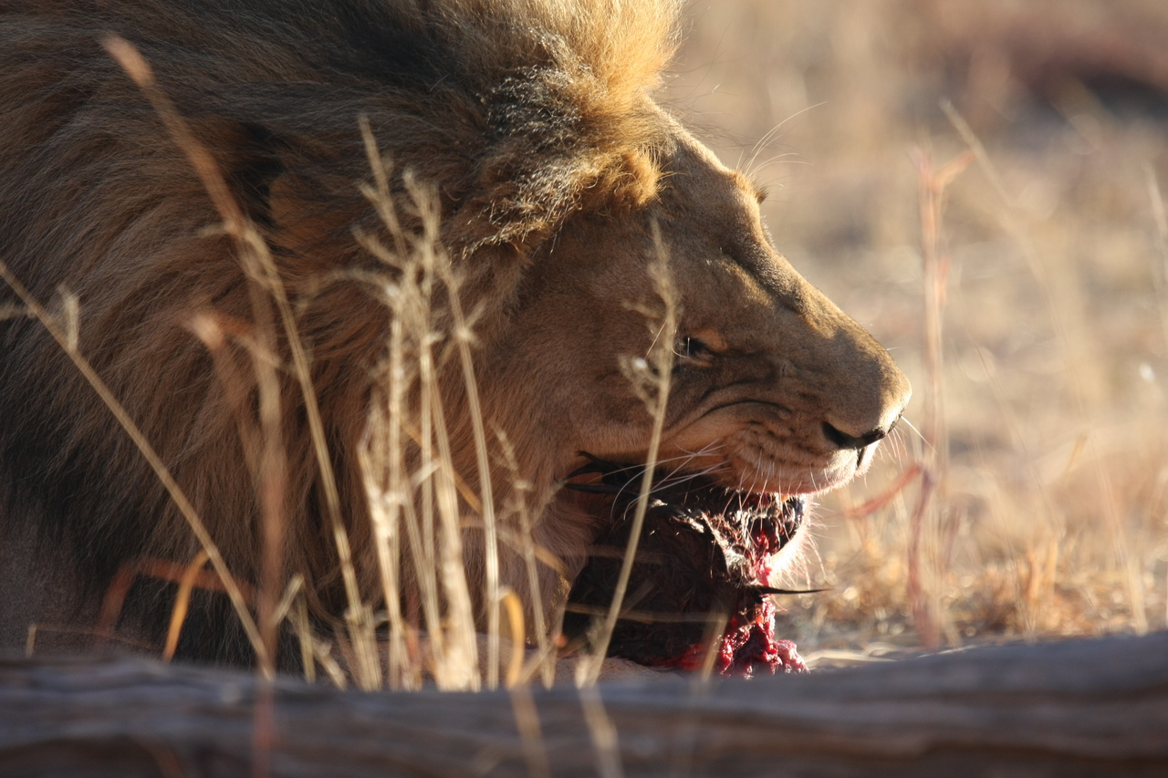 [7533] 2016_06_23_11_41_42_Africa_Canon_EOS_40D_IMG__01551.jpg