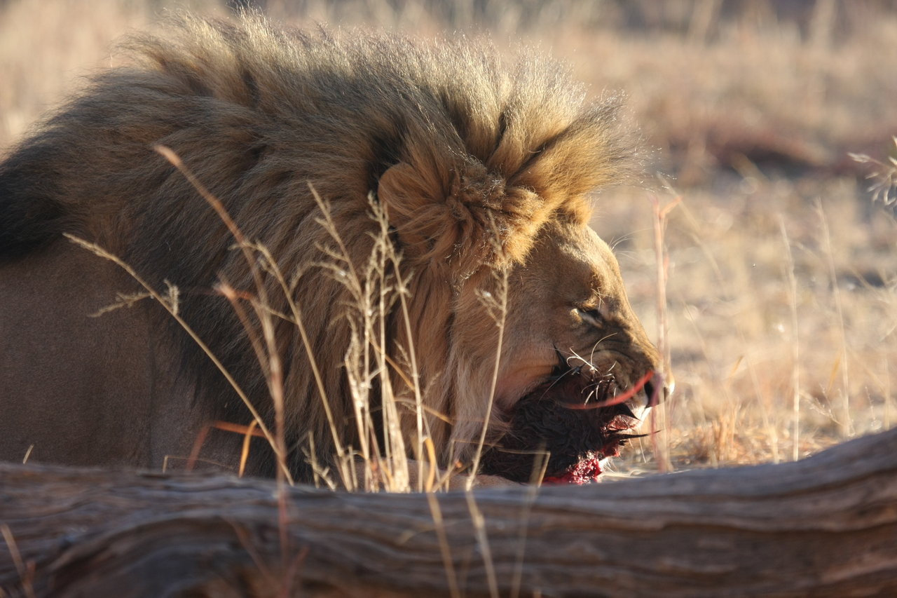 [7546] 2016_06_23_11_41_49_Africa_Canon_EOS_40D_IMG__09002.jpg