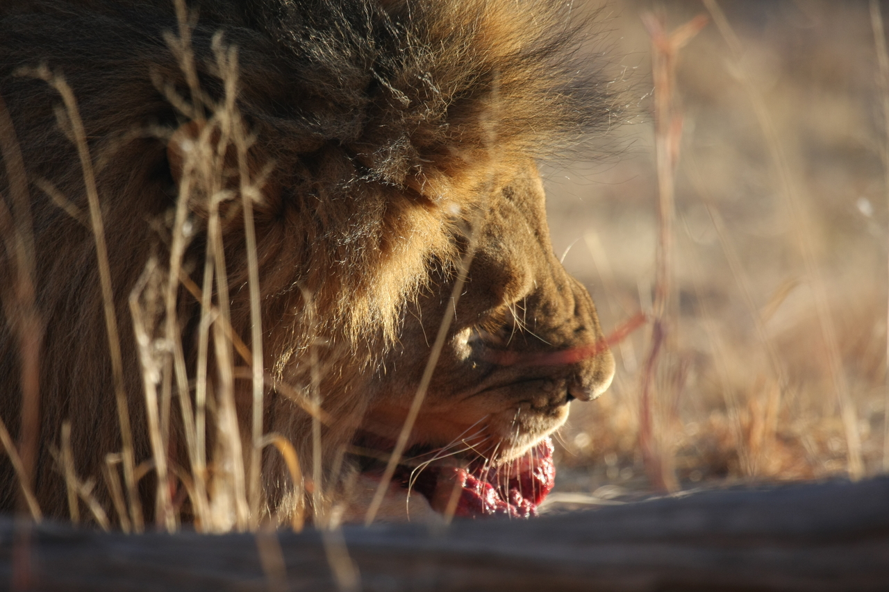 [7604] 2016_06_23_11_43_10_Africa_Canon_EOS_40D_IMG__09022.jpg