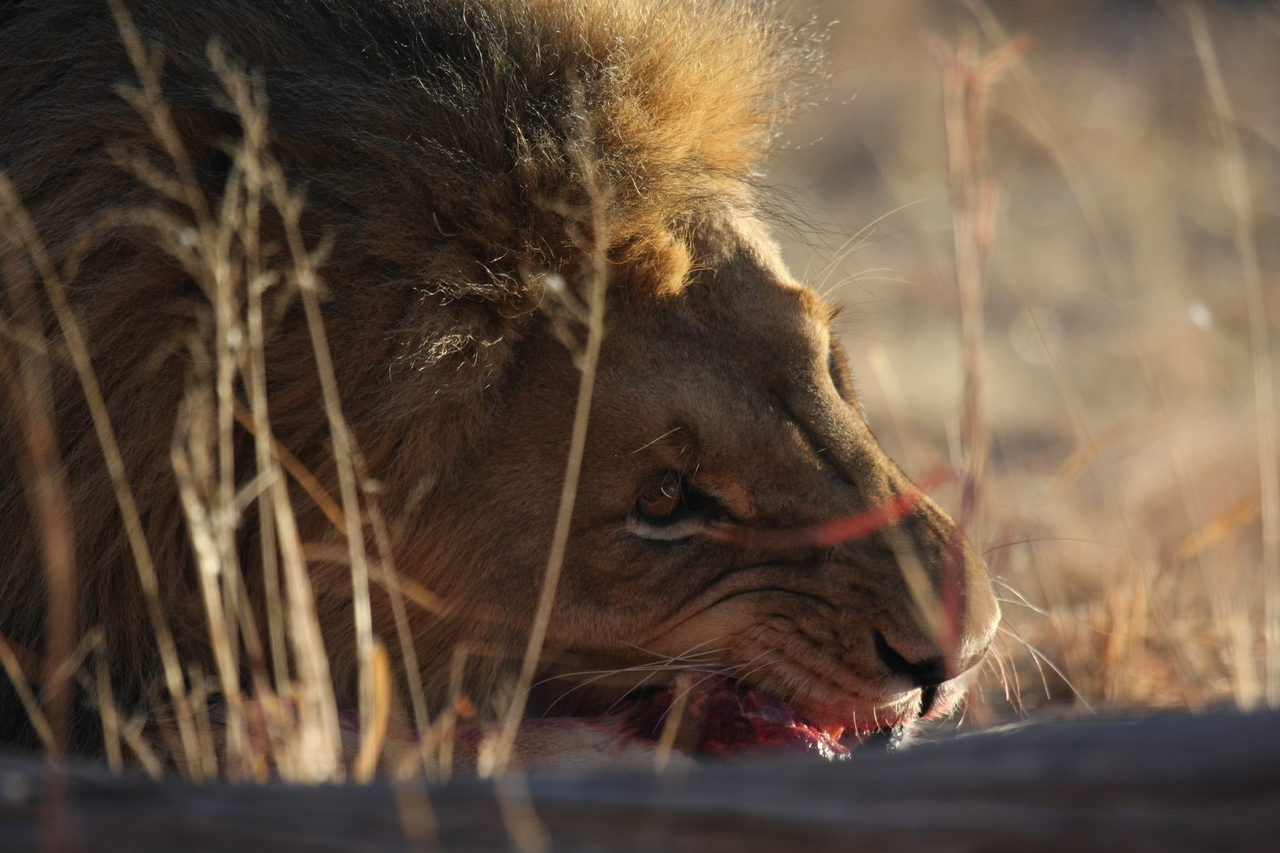 [7608] 2016_06_23_11_43_13_Africa_Canon_EOS_40D_IMG__00743.jpg