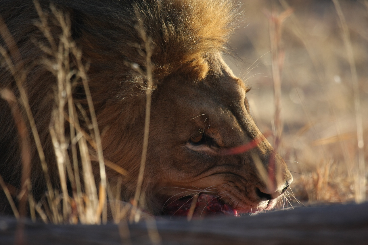 [7615] 2016_06_23_11_43_14_Africa_Canon_EOS_40D_IMG__01579.jpg