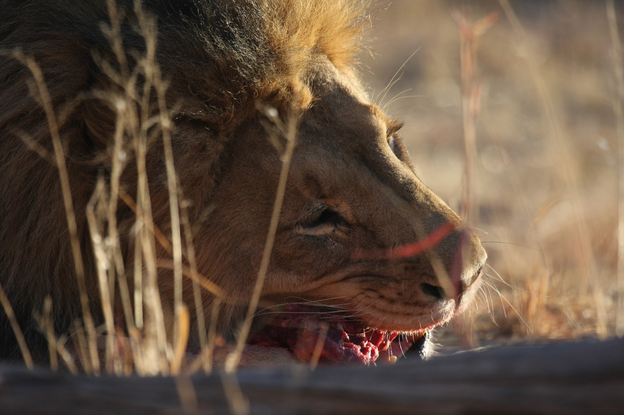 [7633] 2016_06_23_11_43_20_Africa_Canon_EOS_40D_IMG__01585.jpg