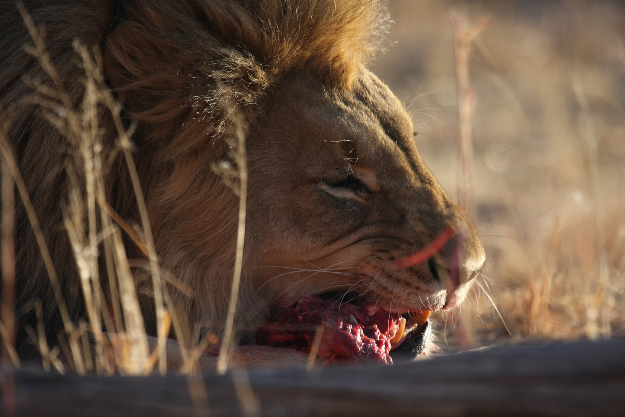 [7639] 2016_06_23_11_43_22_Africa_Canon_EOS_40D_IMG__01587.jpg