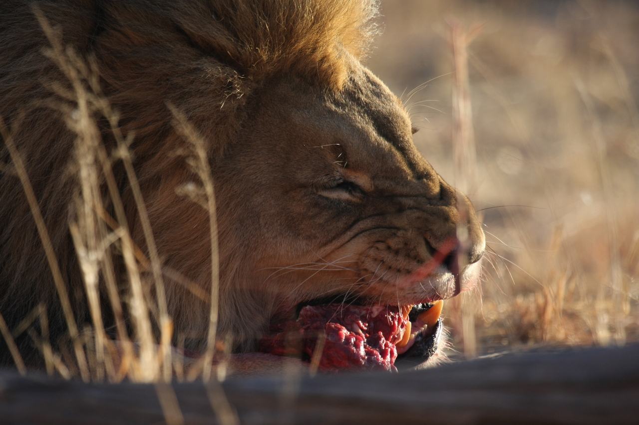 [7641] 2016_06_23_11_43_22_Africa_Canon_EOS_40D_IMG__09033.jpg