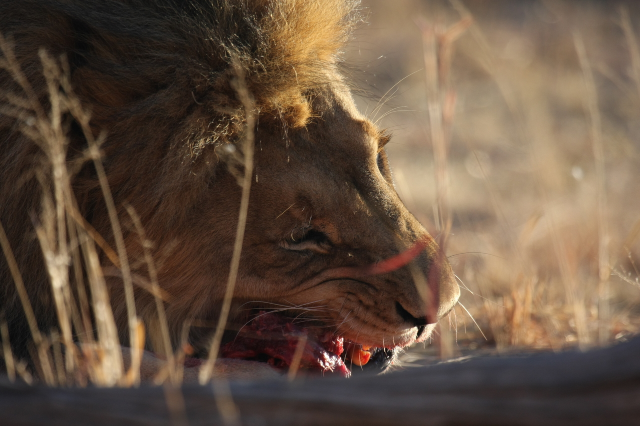 [7648] 2016_06_23_11_43_26_Africa_Canon_EOS_40D_IMG__01861.jpg