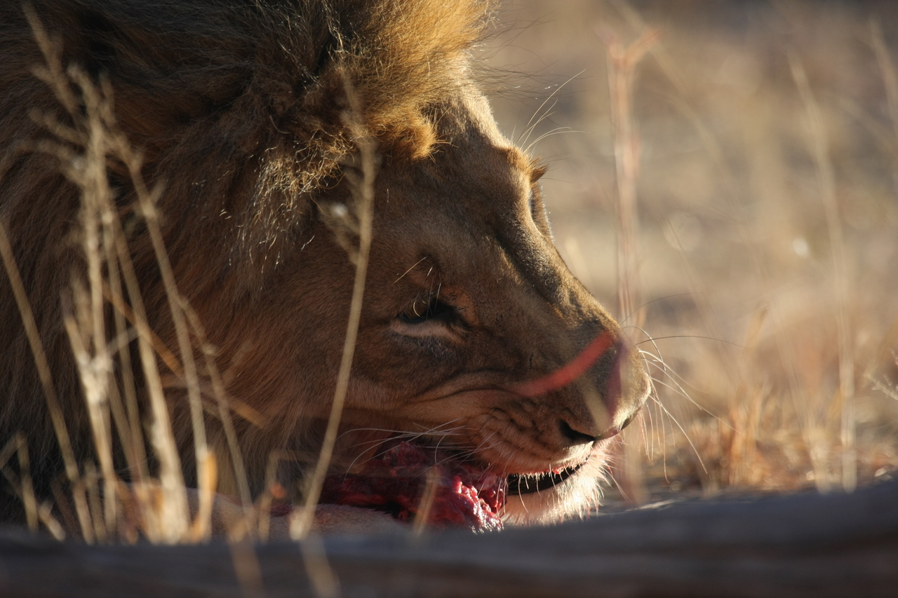 [7650] 2016_06_23_11_43_26_Africa_Canon_EOS_40D_IMG__09256.jpg