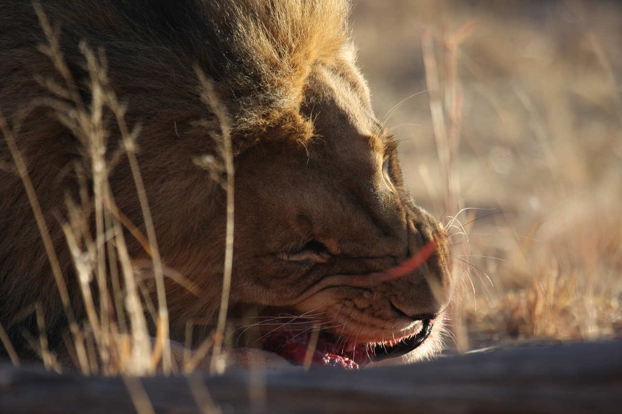 [7654] 2016_06_23_11_43_28_Africa_Canon_EOS_40D_IMG__01060.jpg