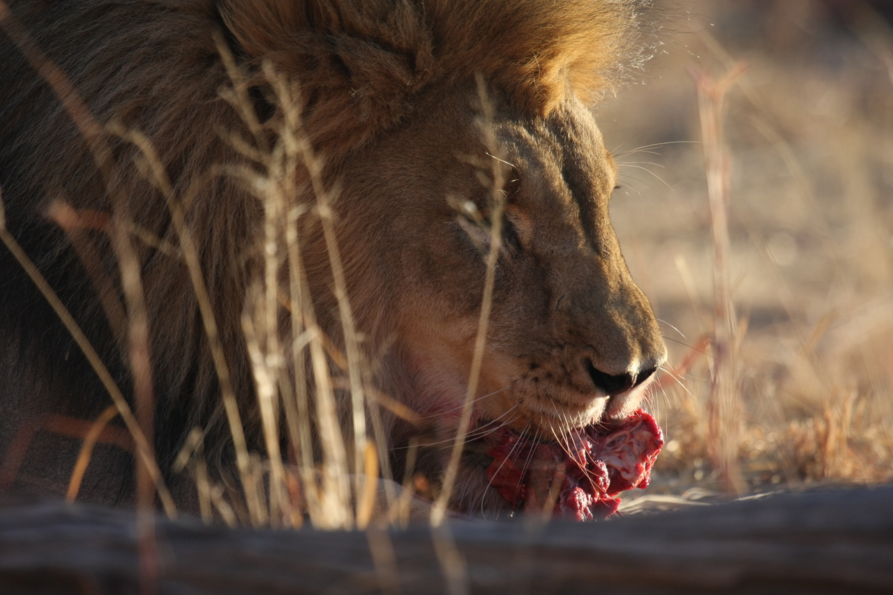 [7697] 2016_06_23_11_43_54_Africa_Canon_EOS_40D_IMG__09123.jpg