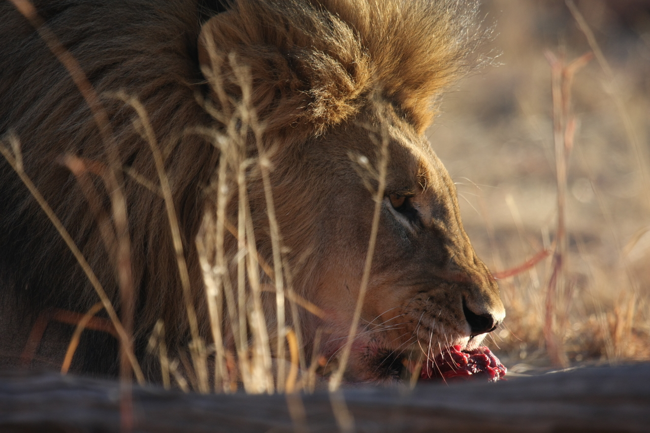 [7703] 2016_06_23_11_43_59_Africa_Canon_EOS_40D_IMG__00887.jpg