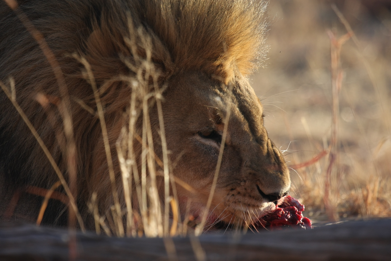 [7711] 2016_06_23_11_43_59_Africa_Canon_EOS_40D_IMG__09190.jpg