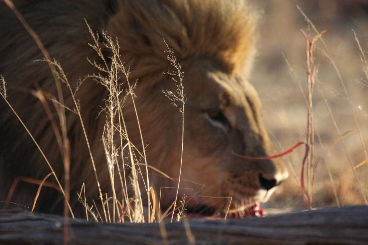 [7715] 2016_06_23_11_44_01_Africa_Canon_EOS_40D_IMG__01754.jpg