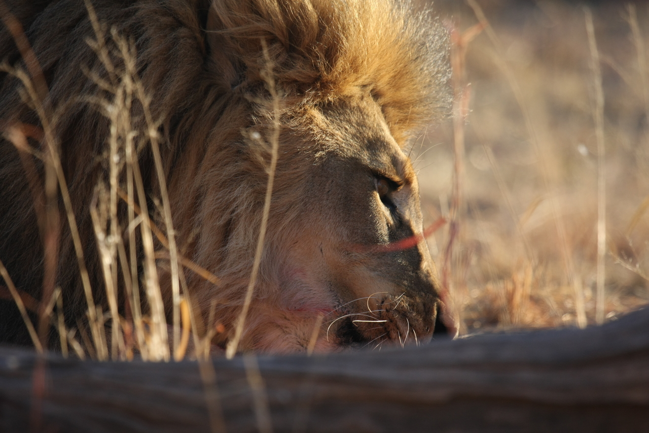 [7723] 2016_06_23_11_44_03_Africa_Canon_EOS_40D_IMG__00976.jpg