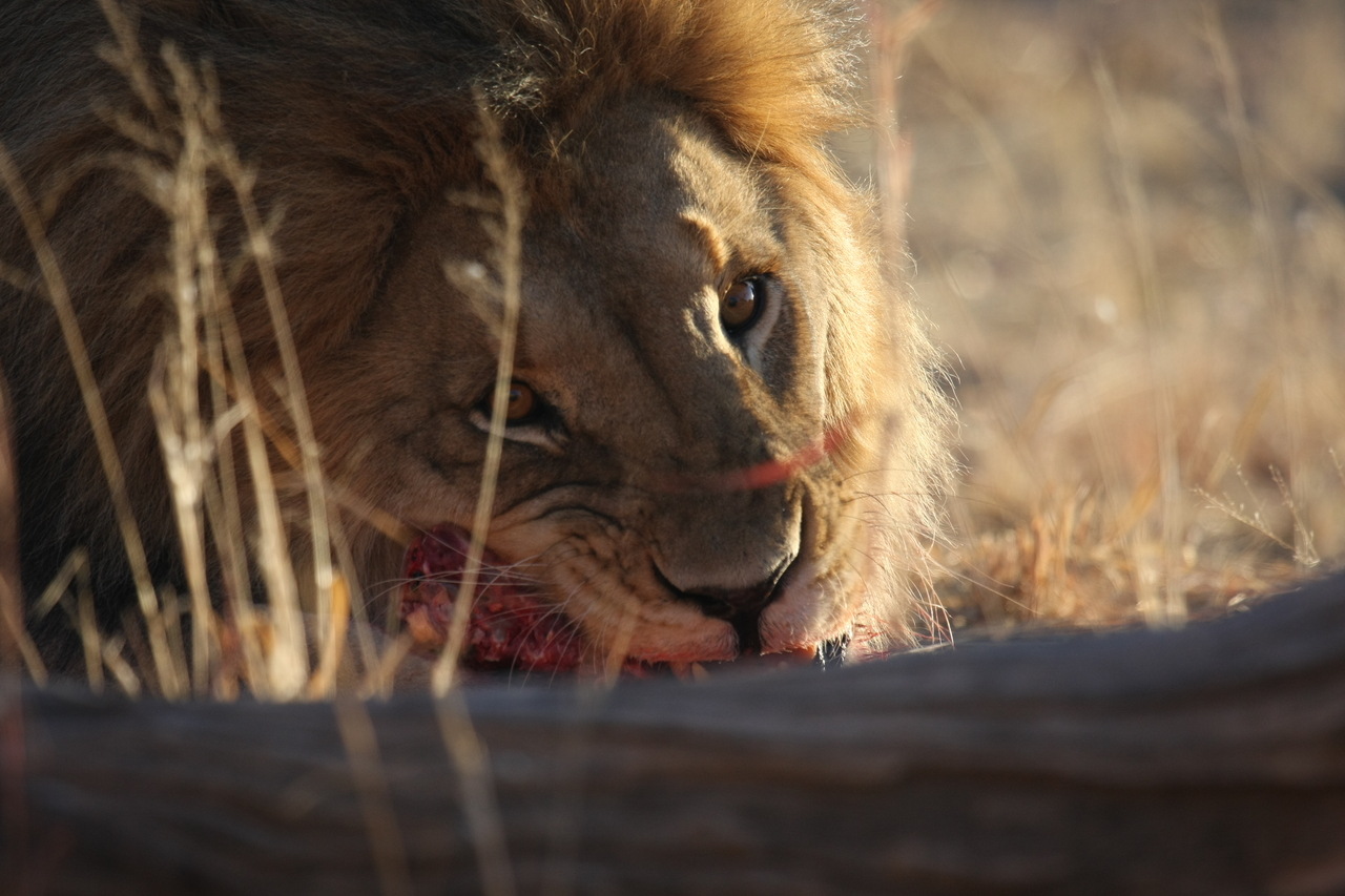 [7743] 2016_06_23_11_44_26_Africa_Canon_EOS_40D_IMG__01856.jpg