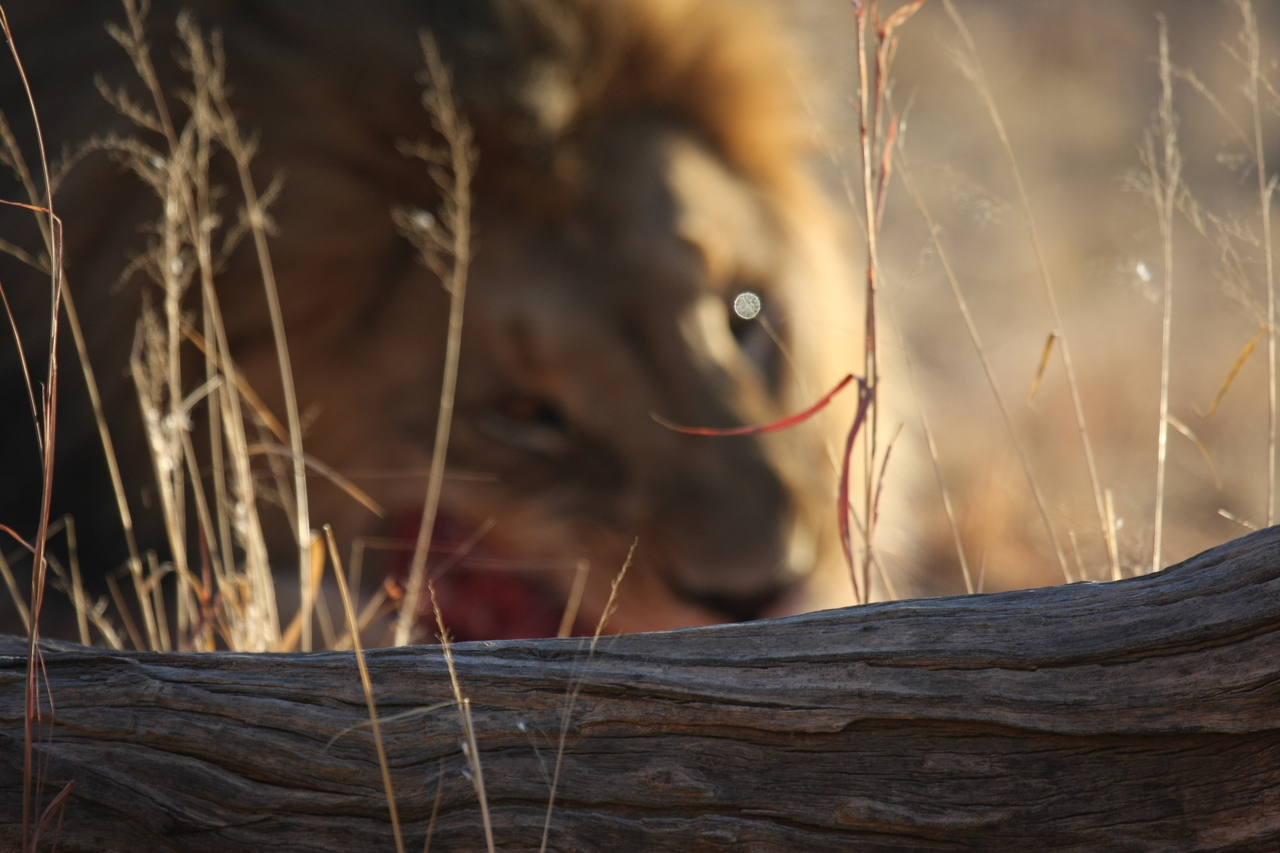 [7750] 2016_06_23_11_44_27_Africa_Canon_EOS_40D_IMG__09305.jpg