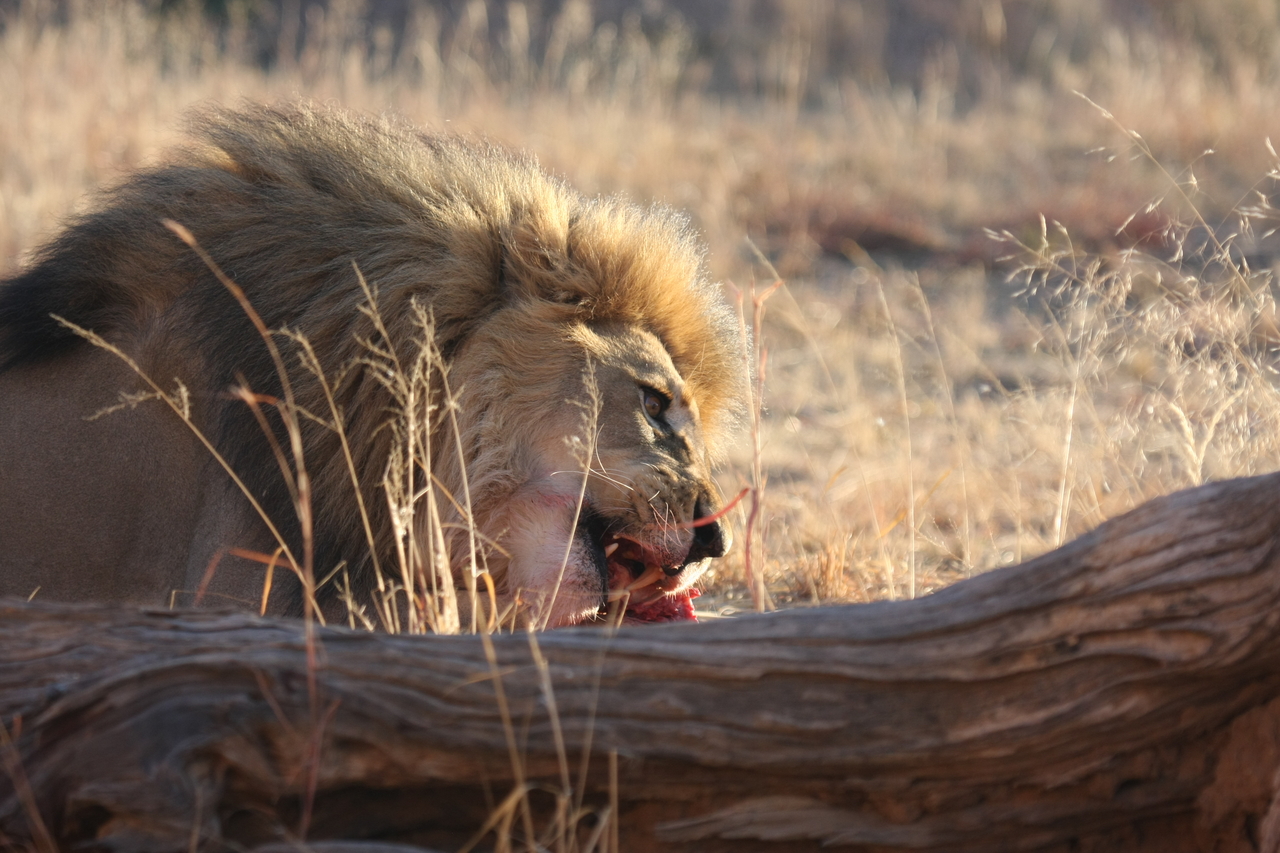 [7788] 2016_06_23_11_45_50_Africa_Canon_EOS_40D_IMG__09318.jpg