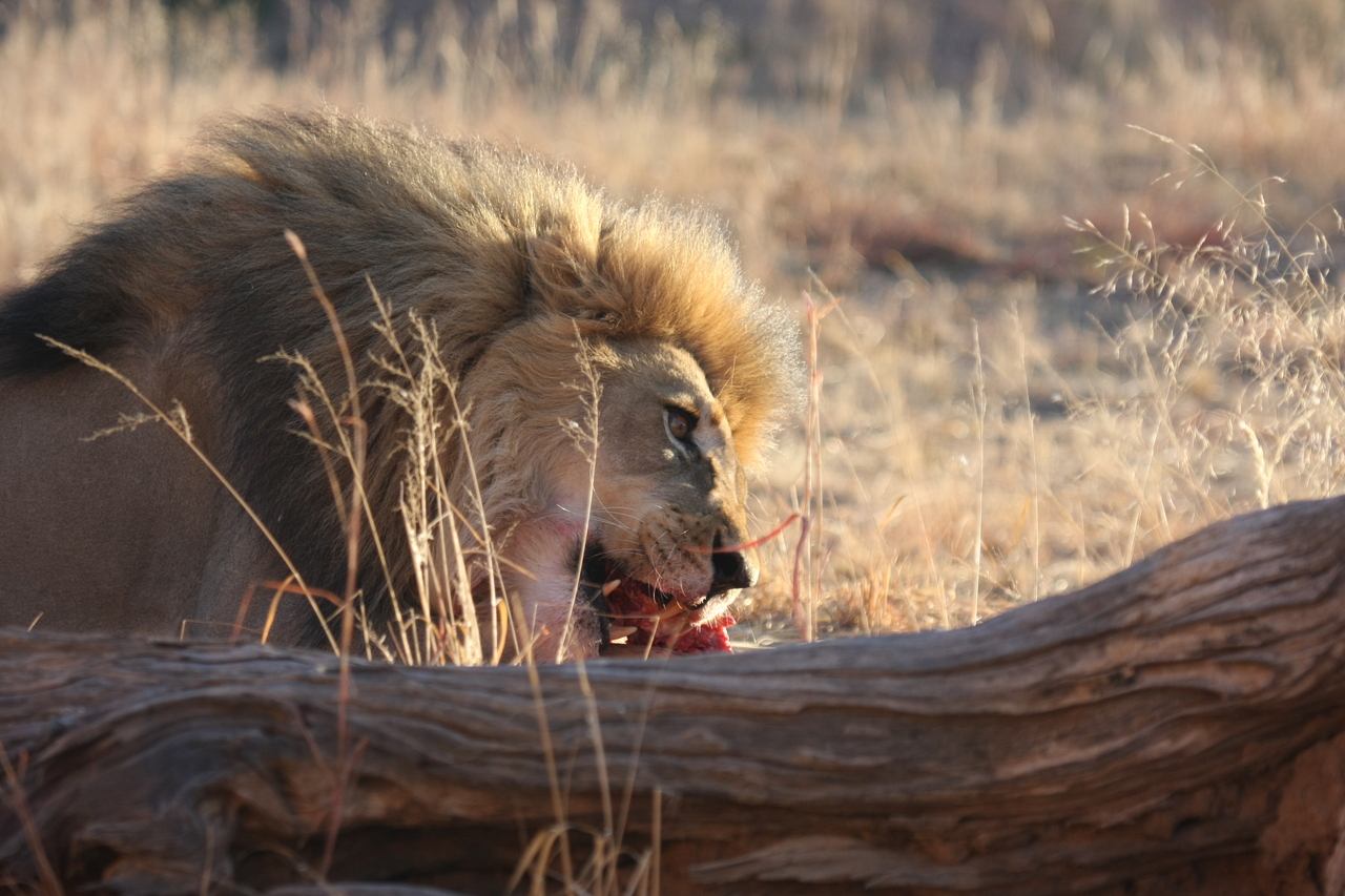 [7789] 2016_06_23_11_45_50_Africa_Canon_EOS_40D_IMG__09320.jpg