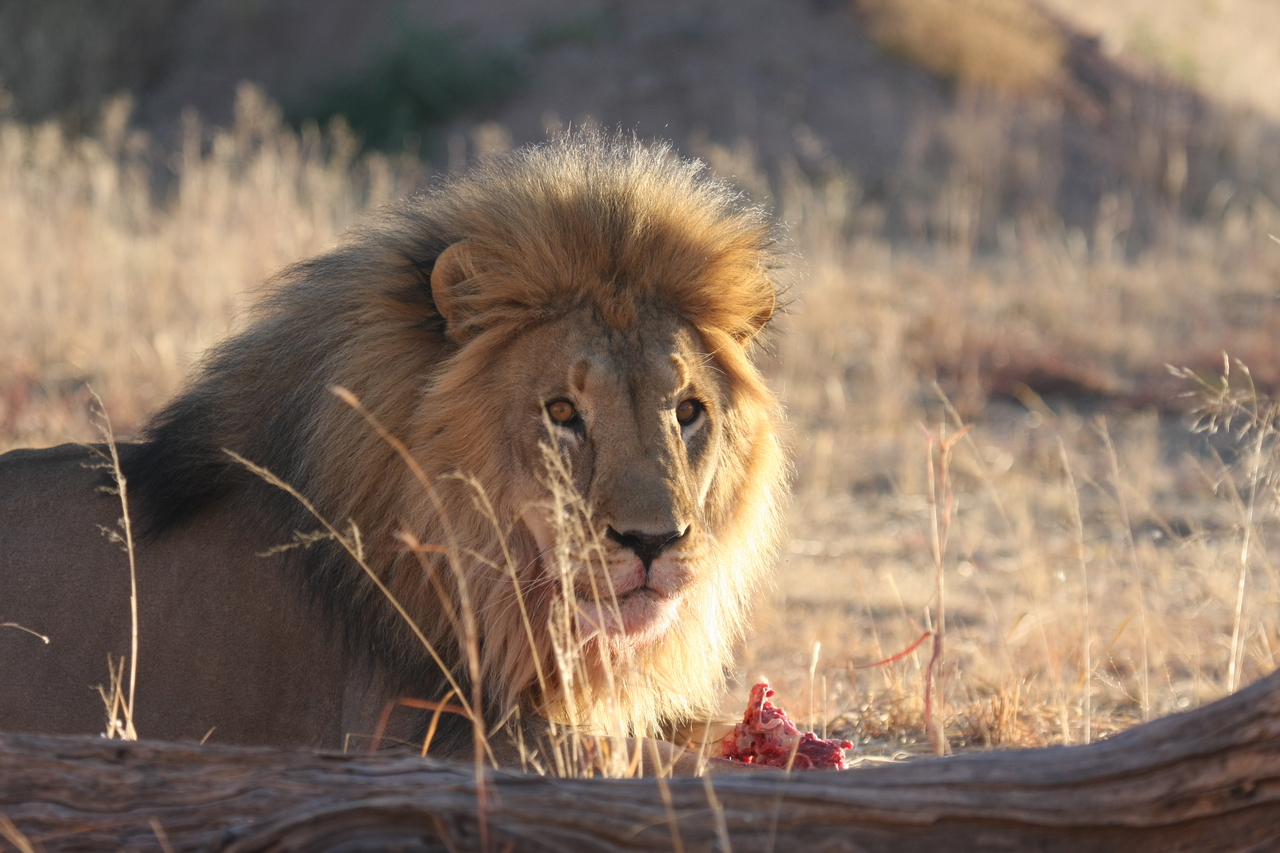 [7813] 2016_06_23_11_46_03_Africa_Canon_EOS_40D_IMG__09328.jpg