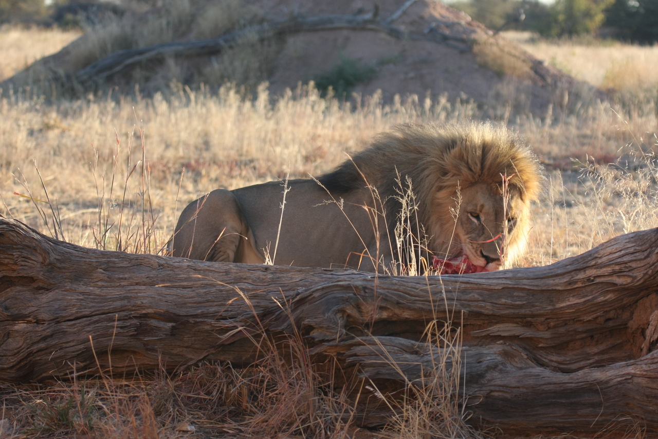 [7942] 2016_06_23_11_48_05_Africa_Canon_EOS_40D_IMG__01921.jpg