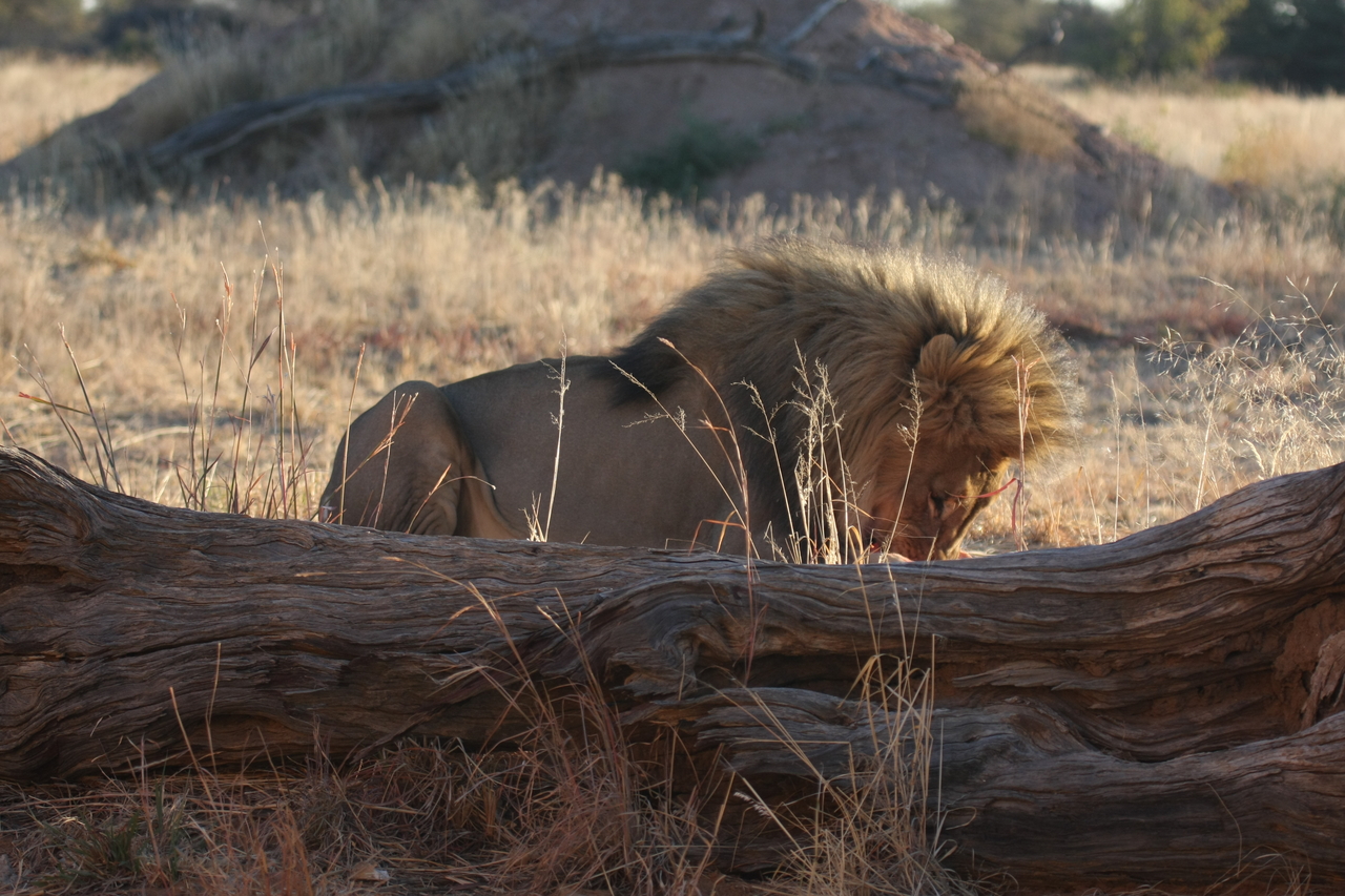 [7949] 2016_06_23_11_48_08_Africa_Canon_EOS_40D_IMG__01091.jpg