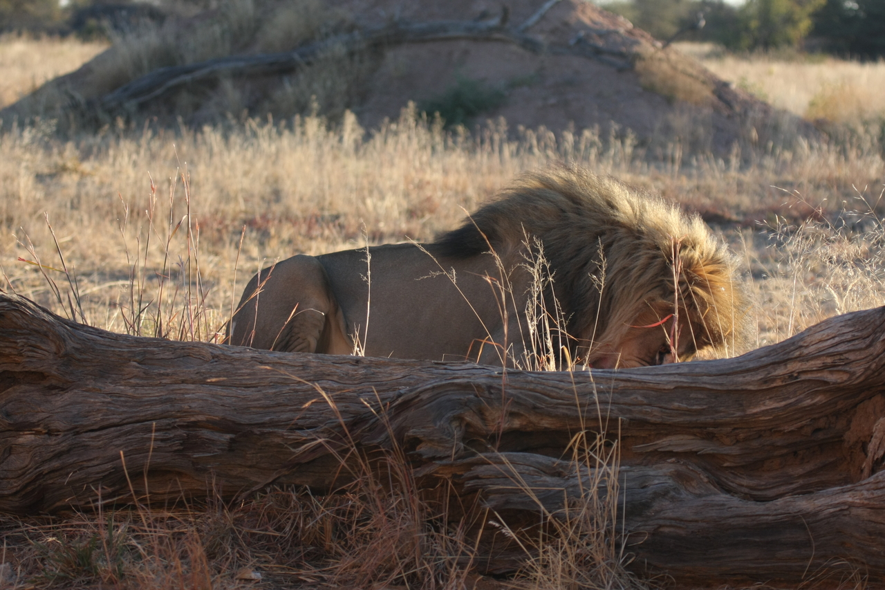 [7962] 2016_06_23_11_48_11_Africa_Canon_EOS_40D_IMG__09037.jpg