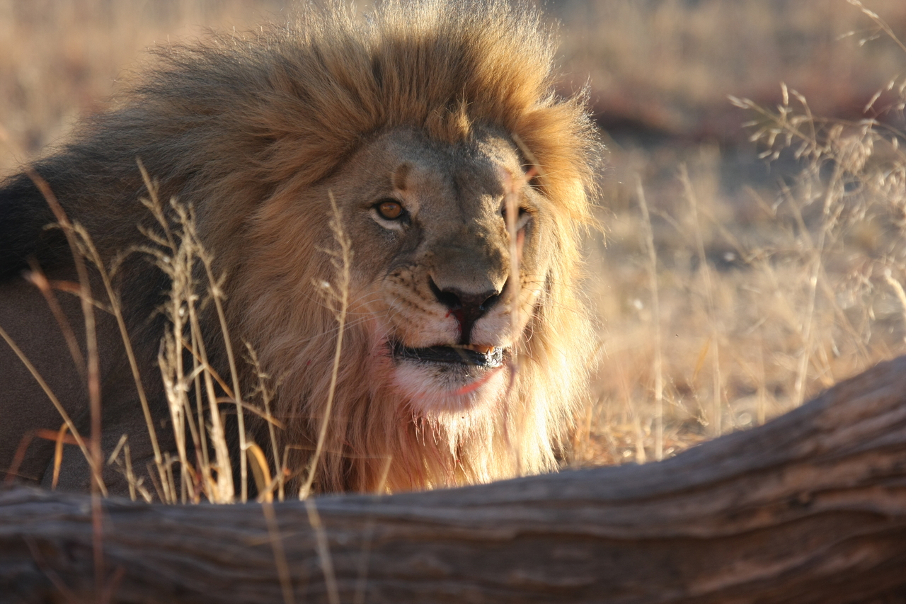 [8001] 2016_06_23_11_48_46_Africa_Canon_EOS_40D_IMG__00772.jpg