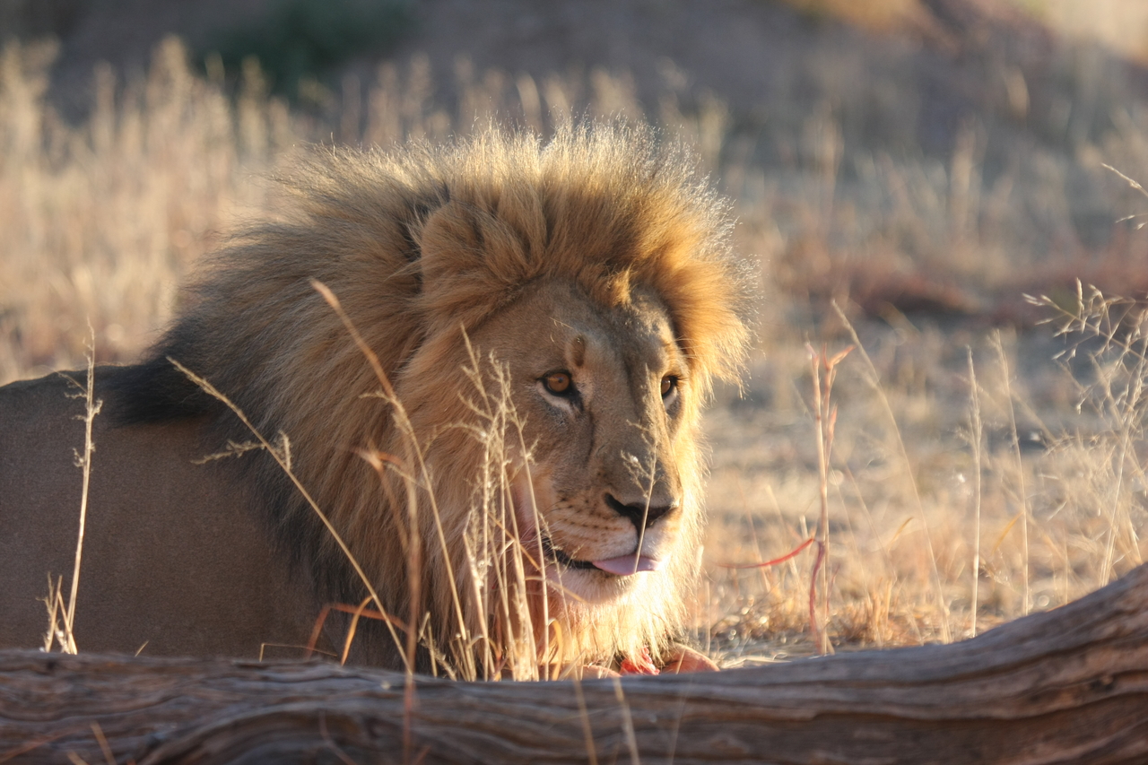 [8184] 2016_06_23_11_52_05_Africa_Canon_EOS_40D_IMG__09118.jpg