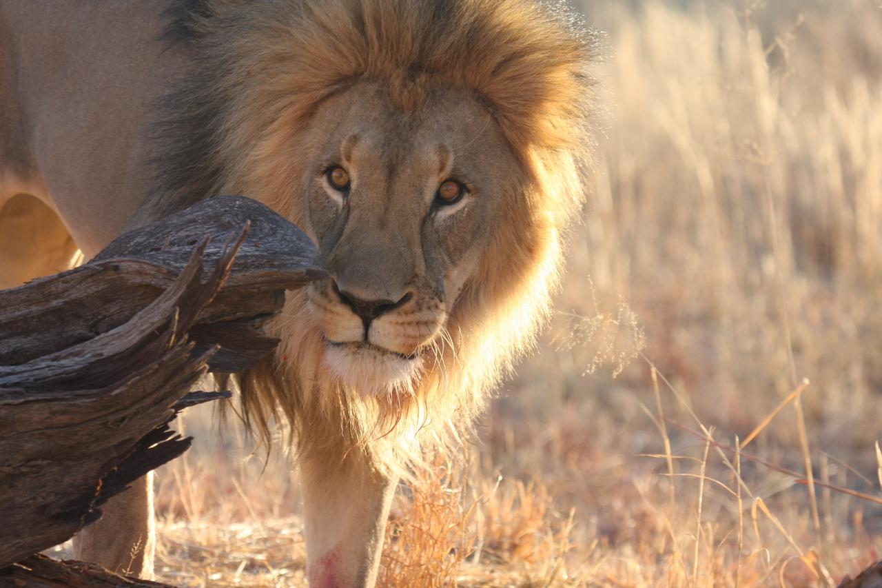 [8231] 2016_06_23_11_52_23_Africa_Canon_EOS_40D_IMG__09135.jpg