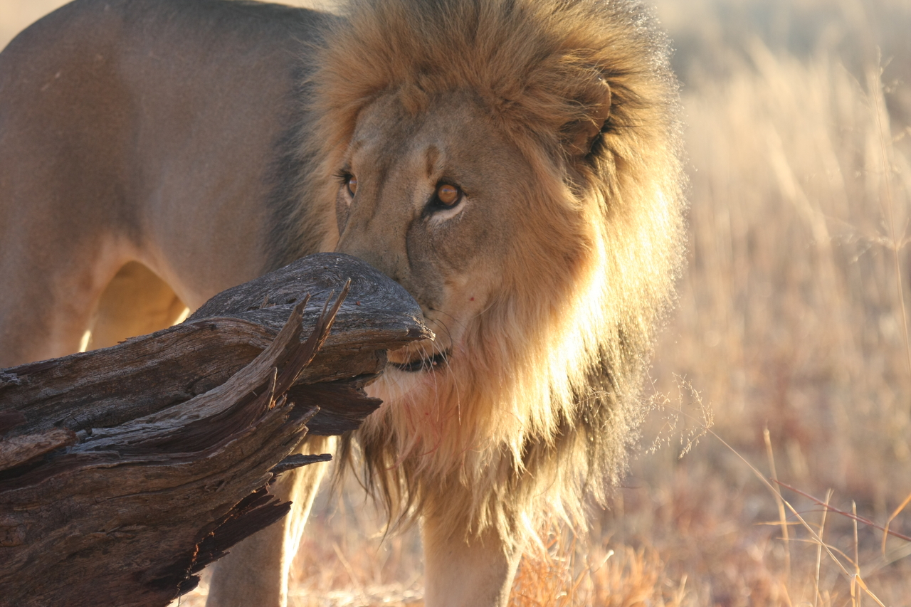 [8240] 2016_06_23_11_52_24_Africa_Canon_EOS_40D_IMG__09138.jpg