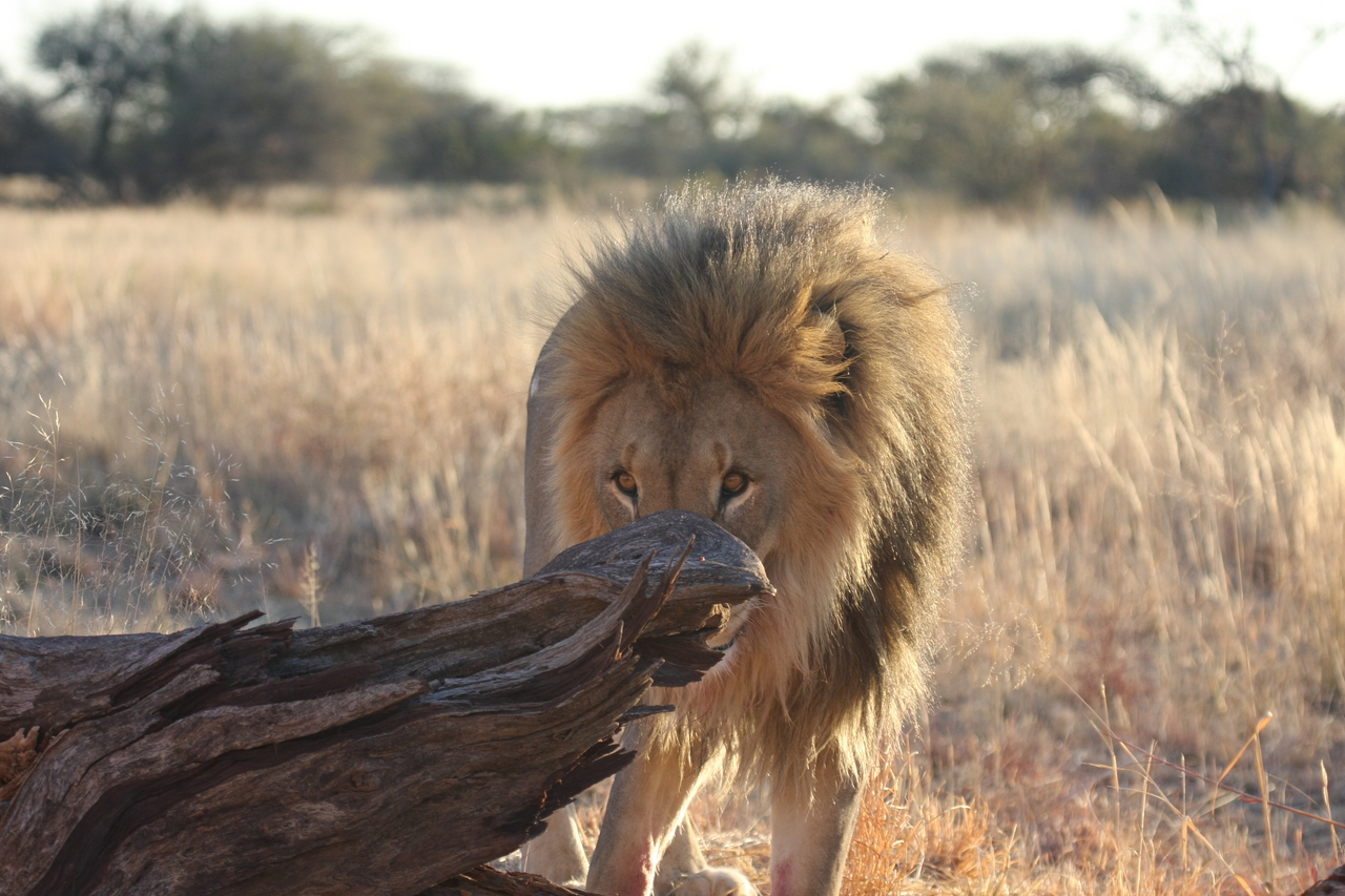 [8251] 2016_06_23_11_52_30_Africa_Canon_EOS_40D_IMG__09141.jpg