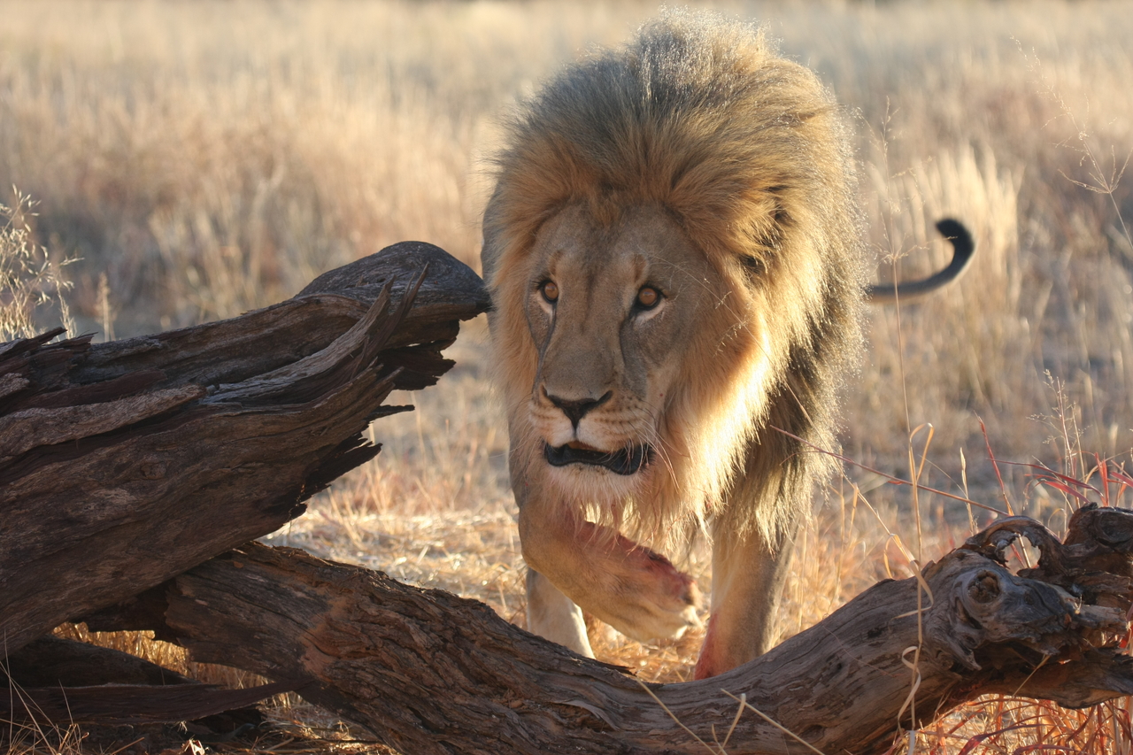 [8259] 2016_06_23_11_52_32_Africa_Canon_EOS_40D_IMG__09147.jpg