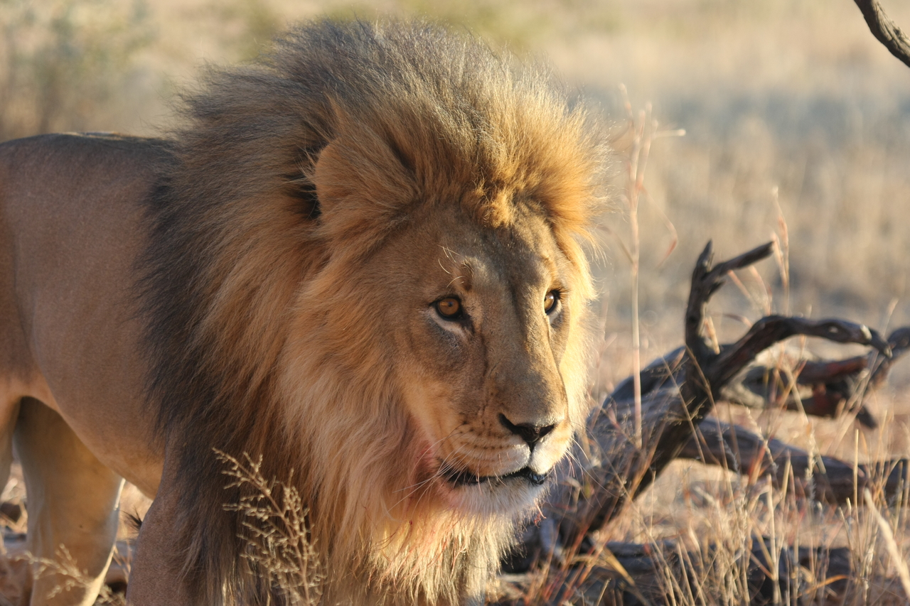 [8310] 2016_06_23_11_53_35_Africa_Canon_EOS_40D_IMG__09163.jpg