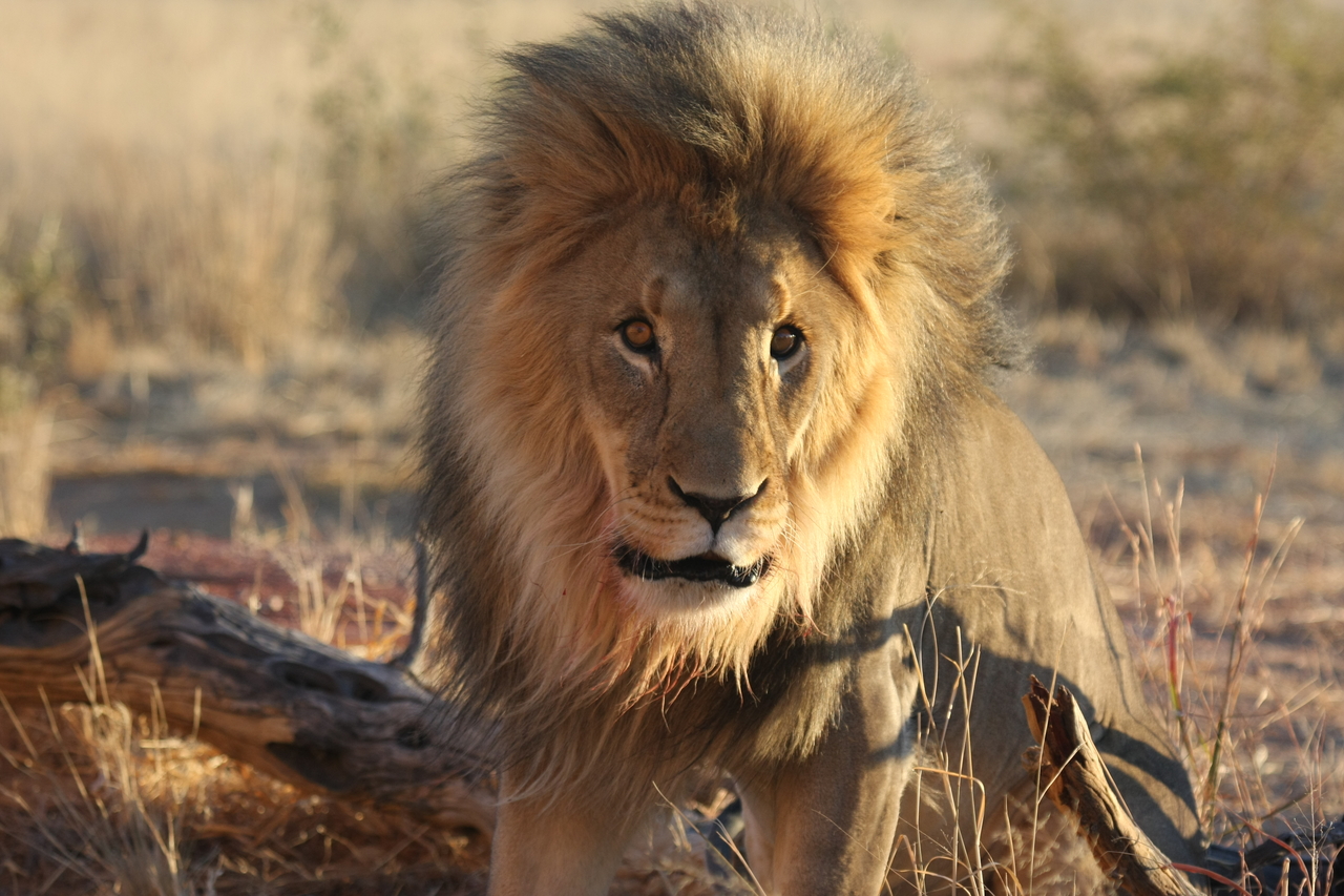 [8463] 2016_06_23_11_54_27_Africa_Canon_EOS_40D_IMG__09213.jpg