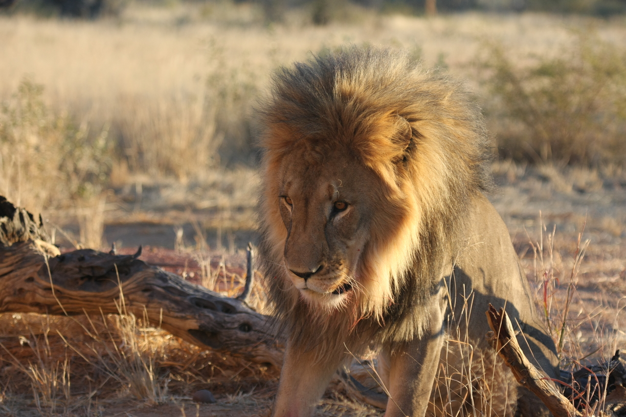 [8530] 2016_06_23_11_54_36_Africa_Canon_EOS_40D_IMG__09233.jpg