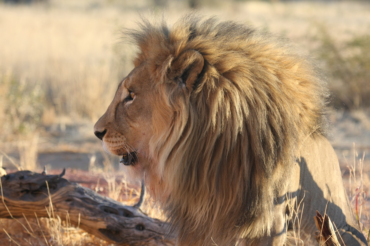 [8600] 2016_06_23_11_55_00_Africa_Canon_EOS_40D_IMG__01811.jpg